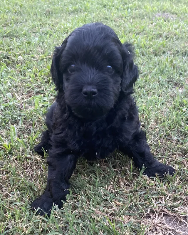 Maxx – Yorkipoo puppy for sale in Princeton, NC
