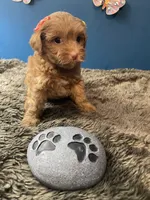 Little Ruthie, a female Yorkipoo and Poodle - Toy  for sale in Princeton, NC – 4 of 7