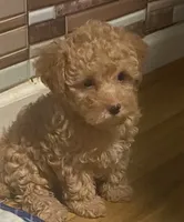 Ross, a male Yorkipoo and Poodle - Toy  for sale in Princeton, NC – 5 of 9