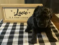 Cleo, a male Yorkipoo for sale in Princeton, NC – 2 of 3