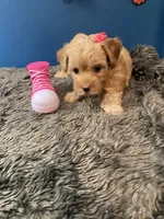 Lexi, a female Yorkipoo and Poodle - Toy  for sale in Princeton, NC – 5 of 6