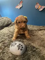 Little Ruthie, a female Yorkipoo and Poodle - Toy  for sale in Princeton, NC – 7 of 7
