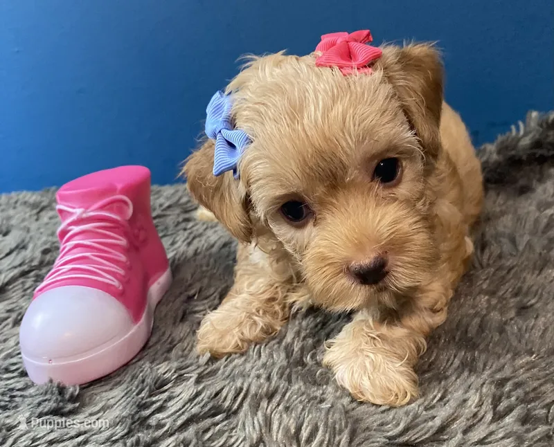 Lexi – Yorkipoo, Poodle - Toy  puppy for sale in Princeton, NC