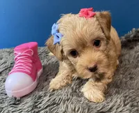 Lexi, a female Yorkipoo and Poodle - Toy  for sale in Princeton, NC – 1 of 6