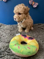 Ross, a male Yorkipoo and Poodle - Toy  for sale in Princeton, NC – 3 of 6