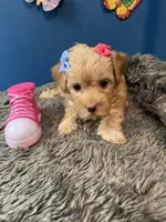 Lexi, a female Yorkipoo and Poodle - Toy  for sale in Princeton, NC – 4 of 6