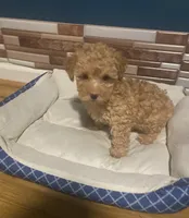 Ross, a male Yorkipoo and Poodle - Toy  for sale in Princeton, NC – 2 of 9