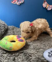Sadie, a female Yorkipoo and Poodle - Toy  for sale in Princeton, NC – 3 of 5
