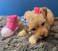 Lexi, a female Yorkipoo and Poodle - Toy  for sale in Princeton, NC – 3 of 6