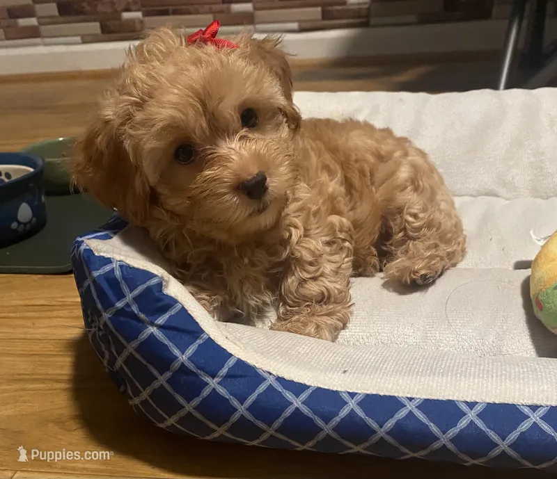 Lexi – Yorkipoo, Poodle - Toy  puppy for sale in Princeton, NC