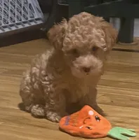 Ross, a male Yorkipoo and Poodle - Toy  for sale in Princeton, NC – 6 of 9