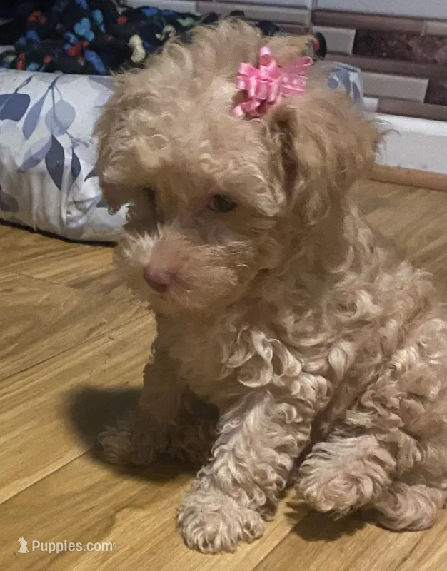 Sadie – Yorkipoo, Poodle - Toy  puppy for sale in Princeton, NC