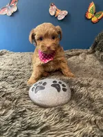 Little Ruthie, a female Yorkipoo and Poodle - Toy  for sale in Princeton, NC – 6 of 7