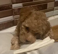 Ross, a male Yorkipoo and Poodle - Toy  for sale in Princeton, NC – 3 of 9