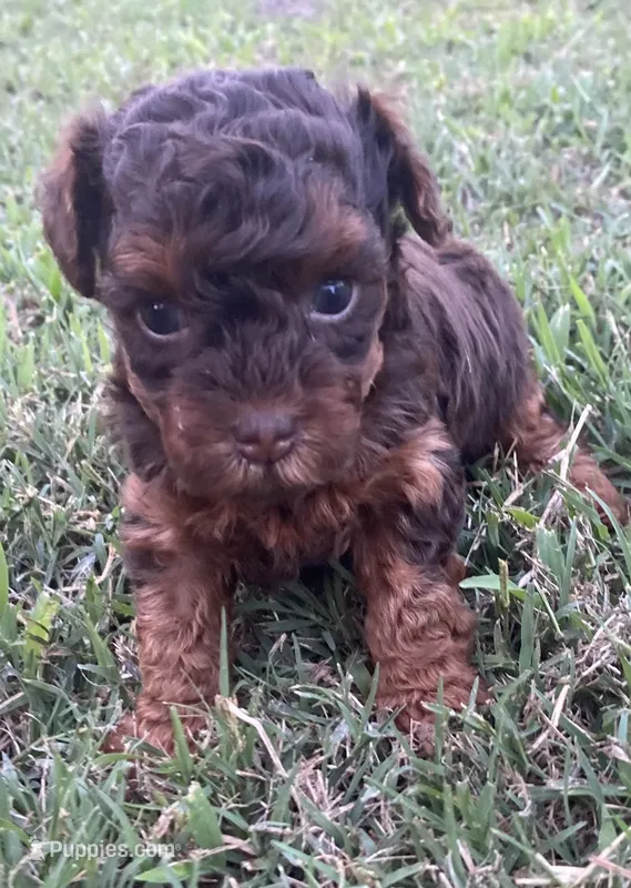 Reesie – Yorkipoo puppy for sale in Princeton, NC