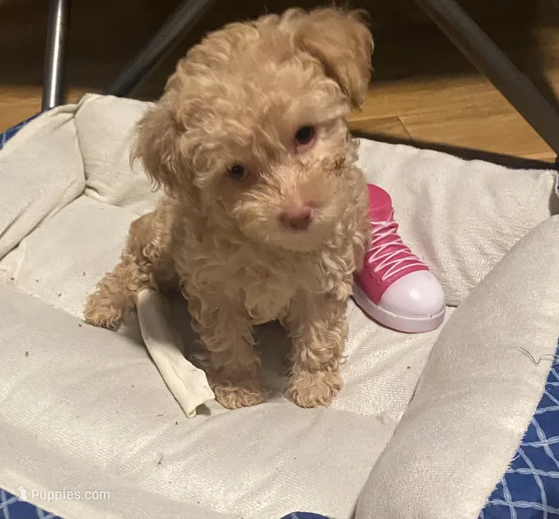 Sadie – Yorkipoo, Poodle - Toy  puppy for sale in Princeton, NC