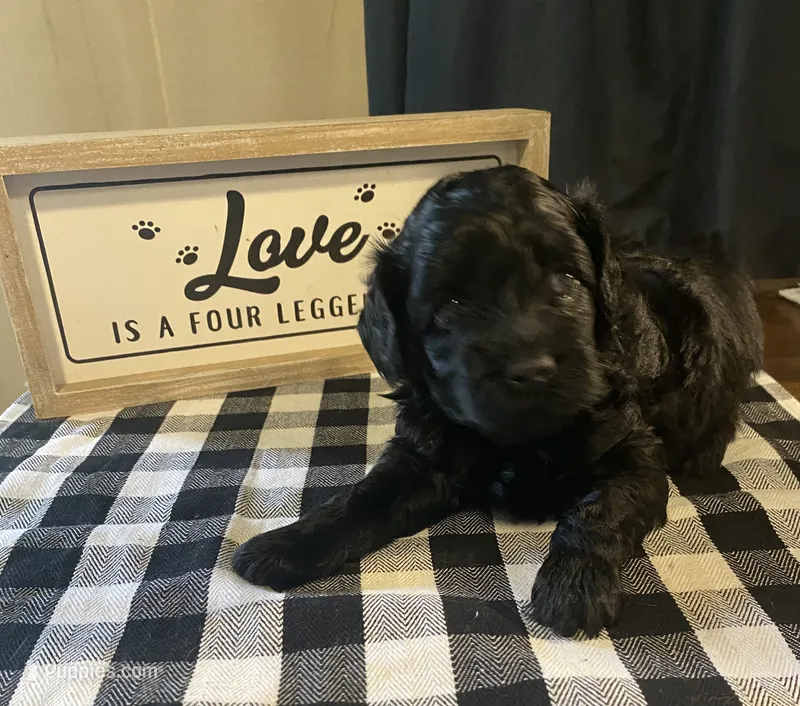 Maxx – Yorkipoo puppy for sale in Princeton, NC