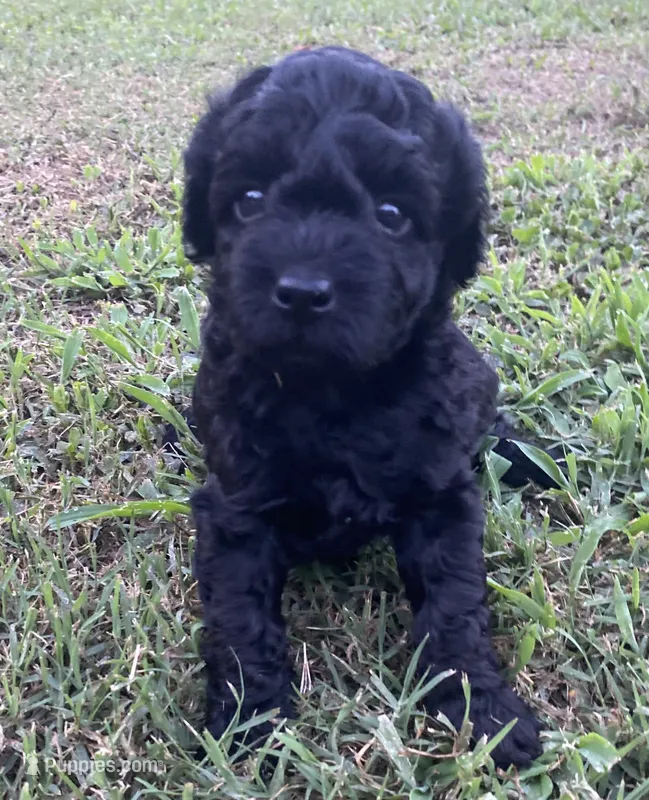Cleo – Yorkipoo puppy for sale in Princeton, NC