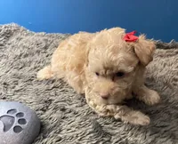 Sadie, a female Yorkipoo and Poodle - Toy  for sale in Princeton, NC – 2 of 5