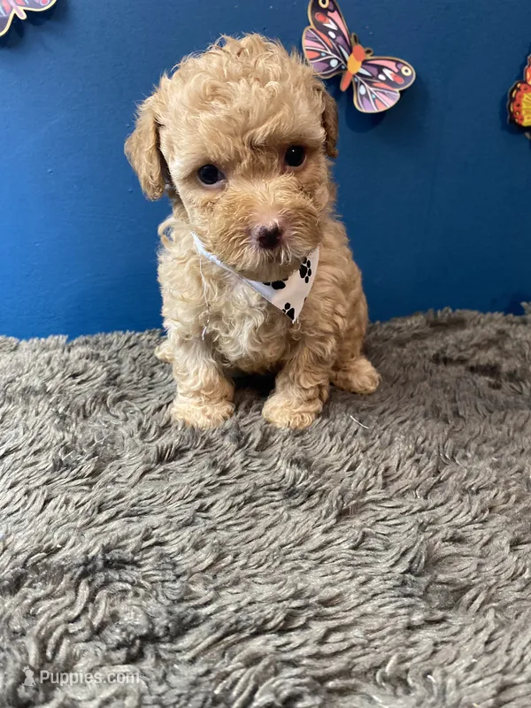 Ross – Yorkipoo, Poodle - Toy  puppy for sale in Princeton, NC