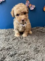 Ross, a male Yorkipoo and Poodle - Toy  for sale in Princeton, NC – 1 of 6