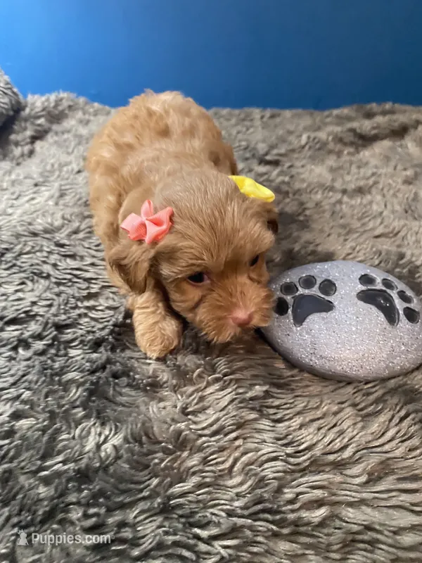Little Ruthie – Yorkipoo, Poodle - Toy  puppy for sale in Princeton, NC