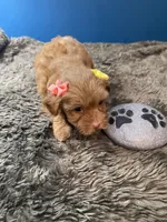 Little Ruthie, a female Yorkipoo and Poodle - Toy  for sale in Princeton, NC – 1 of 7