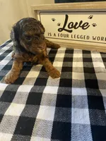 Reesie, a female Yorkipoo for sale in Princeton, NC – 3 of 3