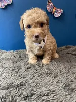 Ross, a male Yorkipoo and Poodle - Toy  for sale in Princeton, NC – 6 of 6