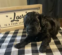Maxx, a male Yorkipoo for sale in Princeton, NC – 2 of 4