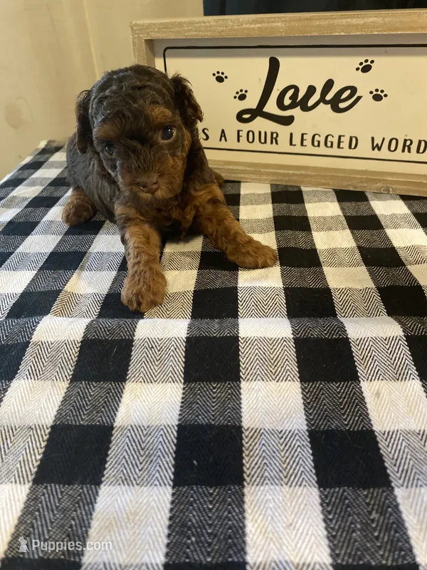 Reesie – Yorkipoo puppy for sale in Princeton, NC