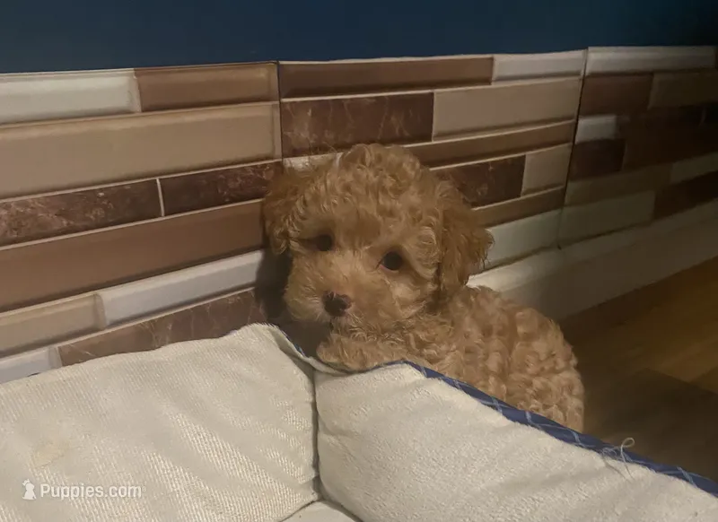 Ross – Yorkipoo, Poodle - Toy  puppy for sale in Princeton, NC