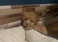 Ross, a male Yorkipoo and Poodle - Toy  for sale in Princeton, NC – 1 of 9