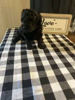Cleo, a male Yorkipoo for sale in Princeton, NC – 3 of 3