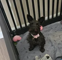 Luna Lovee, a female Miniature Schnauzer for sale in Jonesboro, GA – 1 of 4