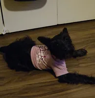 Luna Lovee, a female Miniature Schnauzer for sale in Jonesboro, GA – 2 of 4
