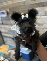 Luna Lovee, a female Miniature Schnauzer for sale in Jonesboro, GA – 3 of 4