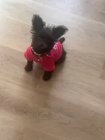 Luna Lovee, a female Miniature Schnauzer for sale in Jonesboro, GA – 4 of 4