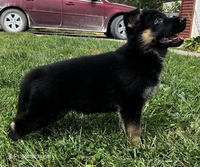 AKC Alexa – German Shepherd Dog puppy for sale in Moberly, MO