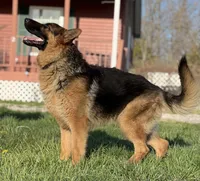 AKC Alexa, a female German Shepherd Dog for sale in Moberly, MO – 4 of 8