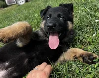 AKC Alexa, a female German Shepherd Dog for sale in Moberly, MO – 3 of 8