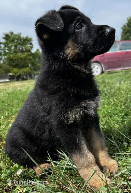 AKC Achilles – German Shepherd Dog puppy for sale in Moberly, MO