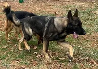 AKC Achilles, a male German Shepherd Dog for sale in Moberly, MO – 5 of 8