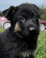 AKC Achilles, a male German Shepherd Dog for sale in Moberly, MO – 3 of 8