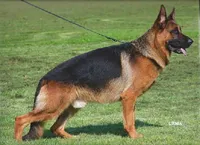 AKC Achilles, a male German Shepherd Dog for sale in Moberly, MO – 8 of 8