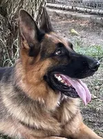 AKC Alexa, a female German Shepherd Dog for sale in Moberly, MO – 7 of 8