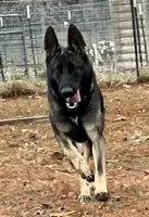 AKC Alexa, a female German Shepherd Dog for sale in Moberly, MO – 6 of 8
