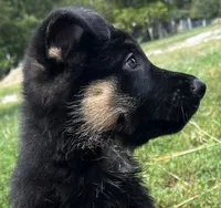 AKC Alexa, a female German Shepherd Dog for sale in Moberly, MO – 2 of 8