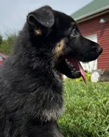 AKC Achilles, a male German Shepherd Dog for sale in Moberly, MO – 2 of 8