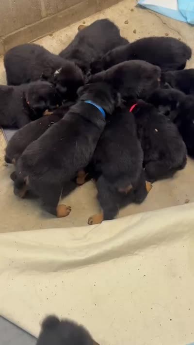 Facility video